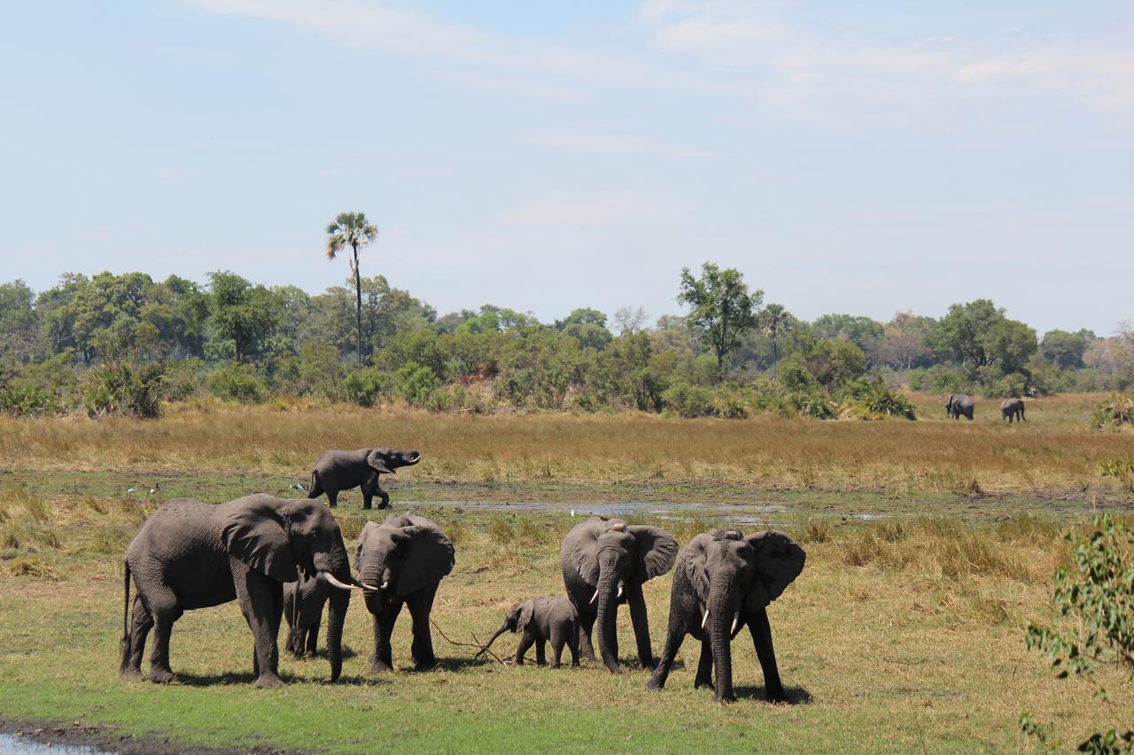 Cresta Maun Hotel Buitenkant foto